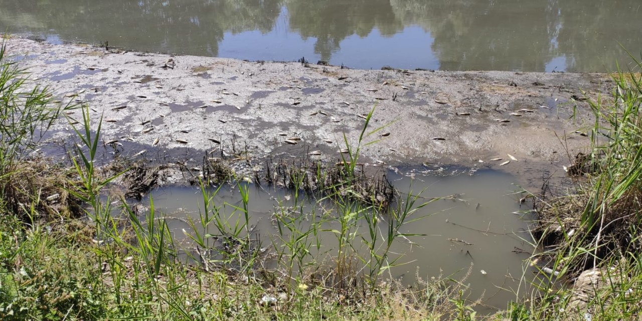 Elbistan’da yüzlerce balık telef oldu
