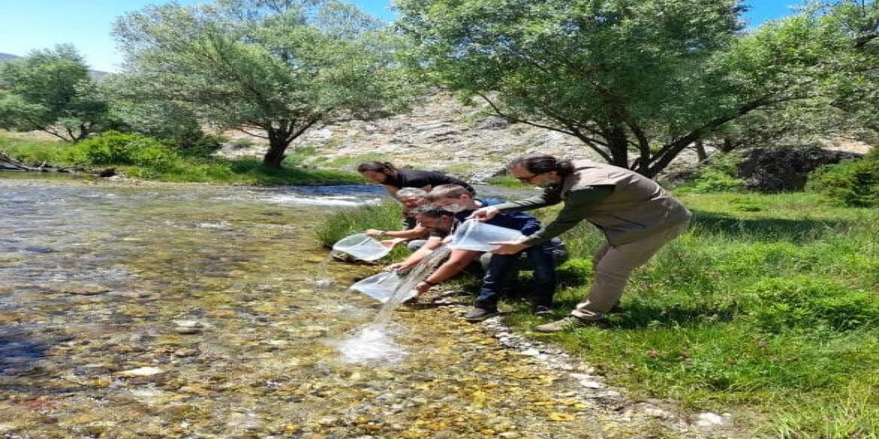 Göksun’da 7 bin adet alabalık yavrusu bırakıldı