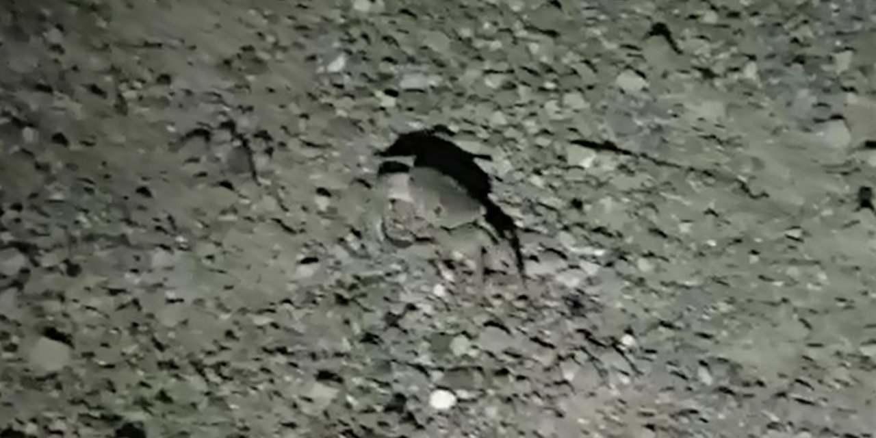 Kahramanmaraş’ta taş şekliyle kamufle olan yengeç şaşırttı