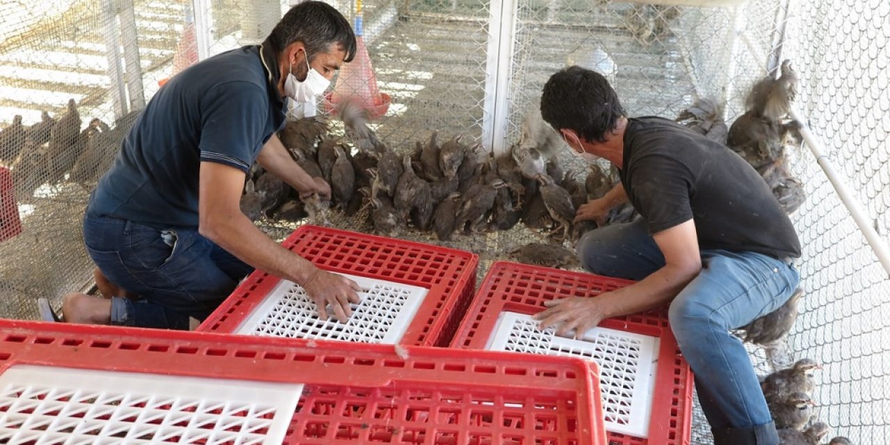 Türkiye’nin kınalı keklik popülasyonunu Kahramanmaraş sağlıyor