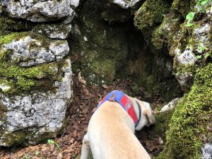 Kaybolan adamı iz arama köpeği buldu