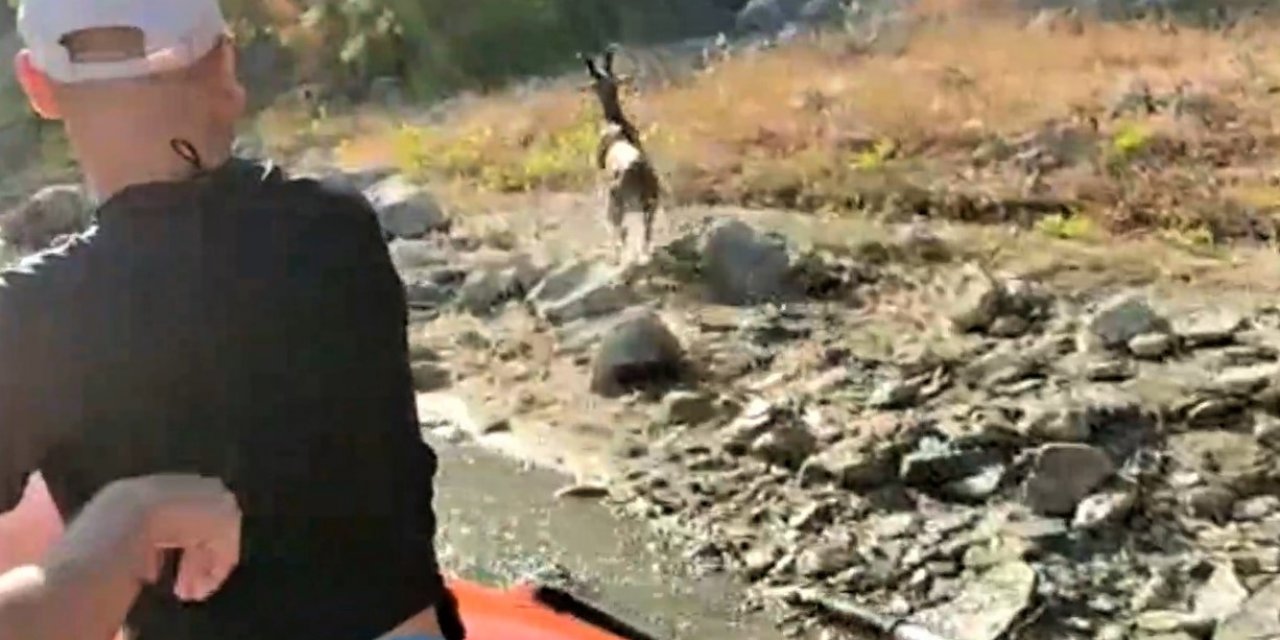 Yaban keçisini boğulmaktan dalgıç ekipleri kurtardı