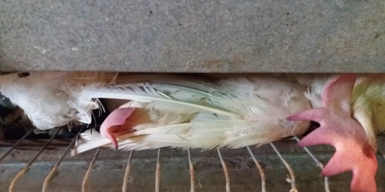 Kahramanmaraş’ta fan arızası yüzlerce tavuğu telef etti