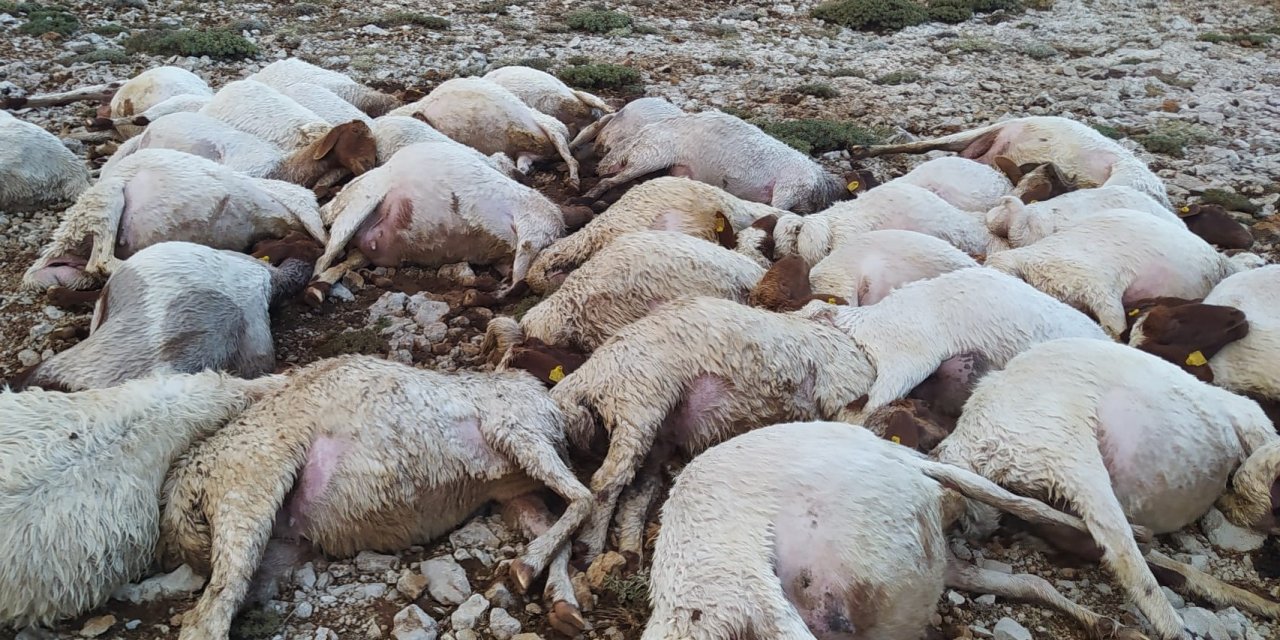 Kahramanmaraş’ta yıldırım düştü 82 koyun telef oldu