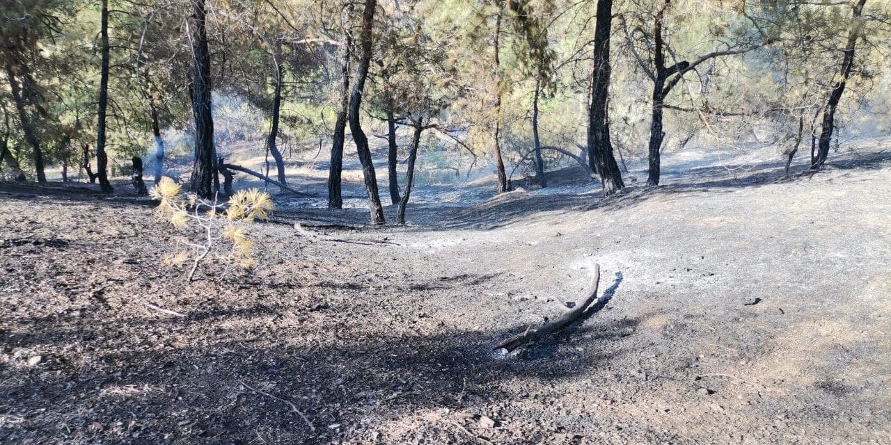 Kahramanmaraş’ta 500 dönüm ormanlık alan zarar gördü