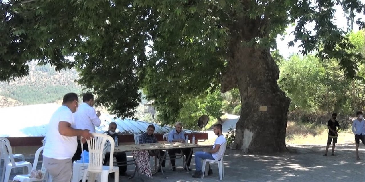 Kahramanmaraş’ta 400 yıllık çınar ağacı tescillendi