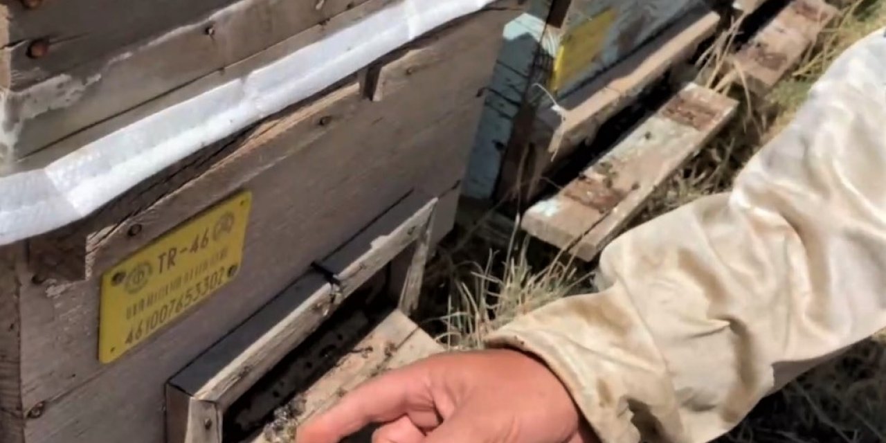 Kahramanmaraş’ta binlerce bal arısı telef oldu