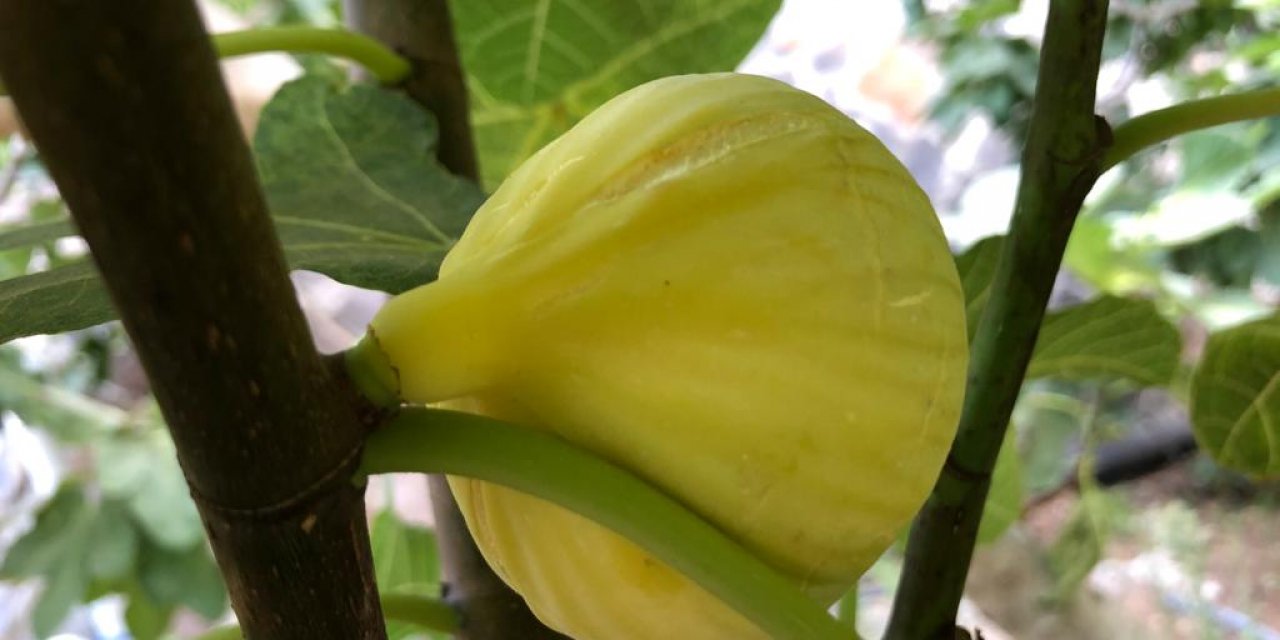 Kahramanmaraş'ın meşhur ‘Abbas İnciri’ hasadı başladı