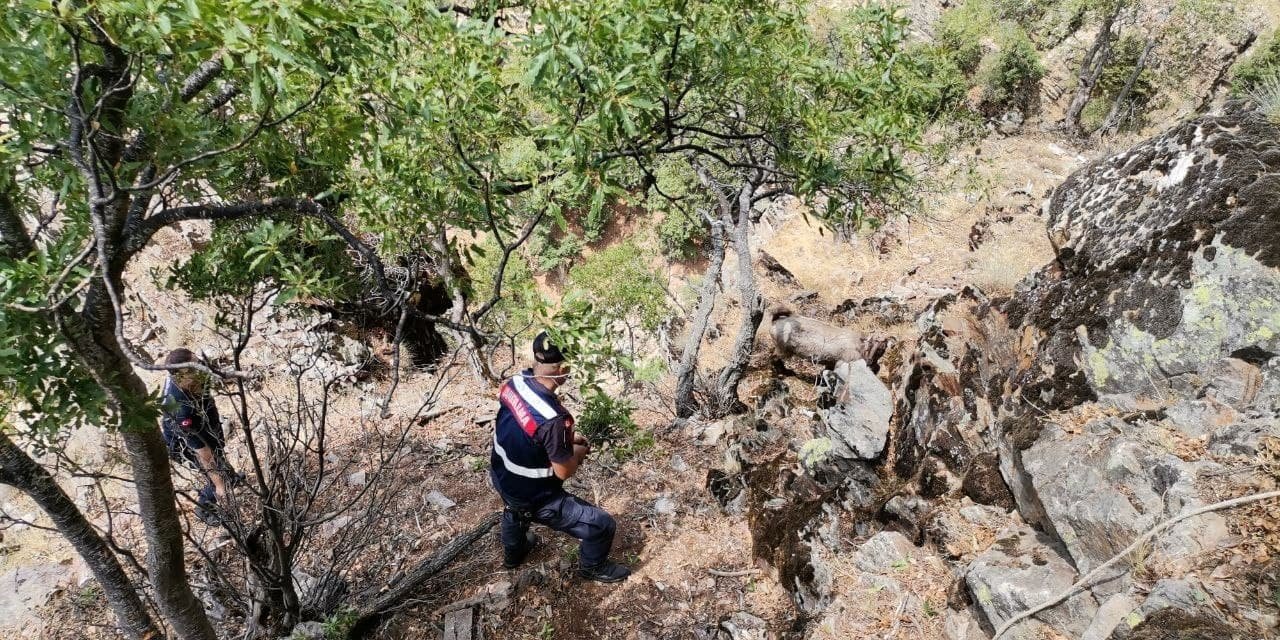 Kayalıklarda mahsur kalan keçileri jandarma ekipleri kurtardı 