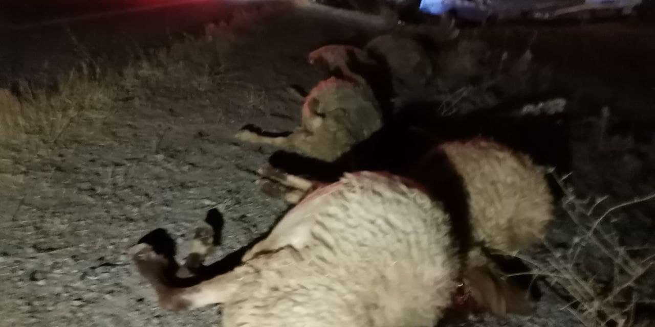 Kahramanmaraş’ta hafif ticari araç koyun sürüsüne çarptı