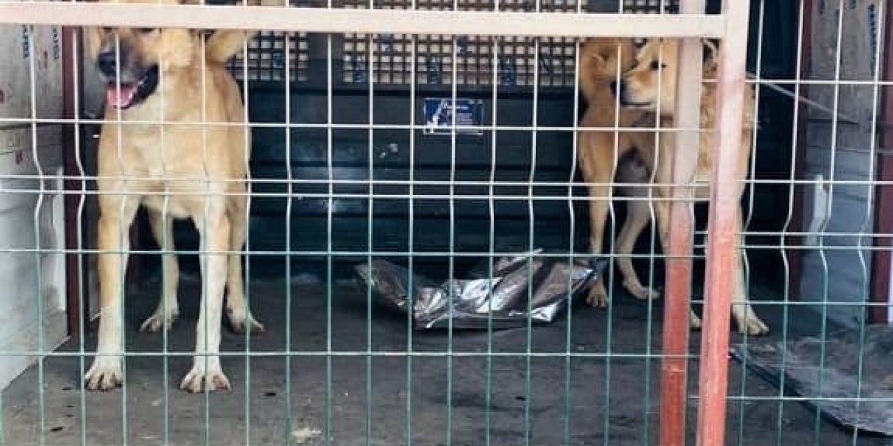 Kahramanmaraş’ta köpek dövüşçülerini HAYDİ ekipleri yakaladı 