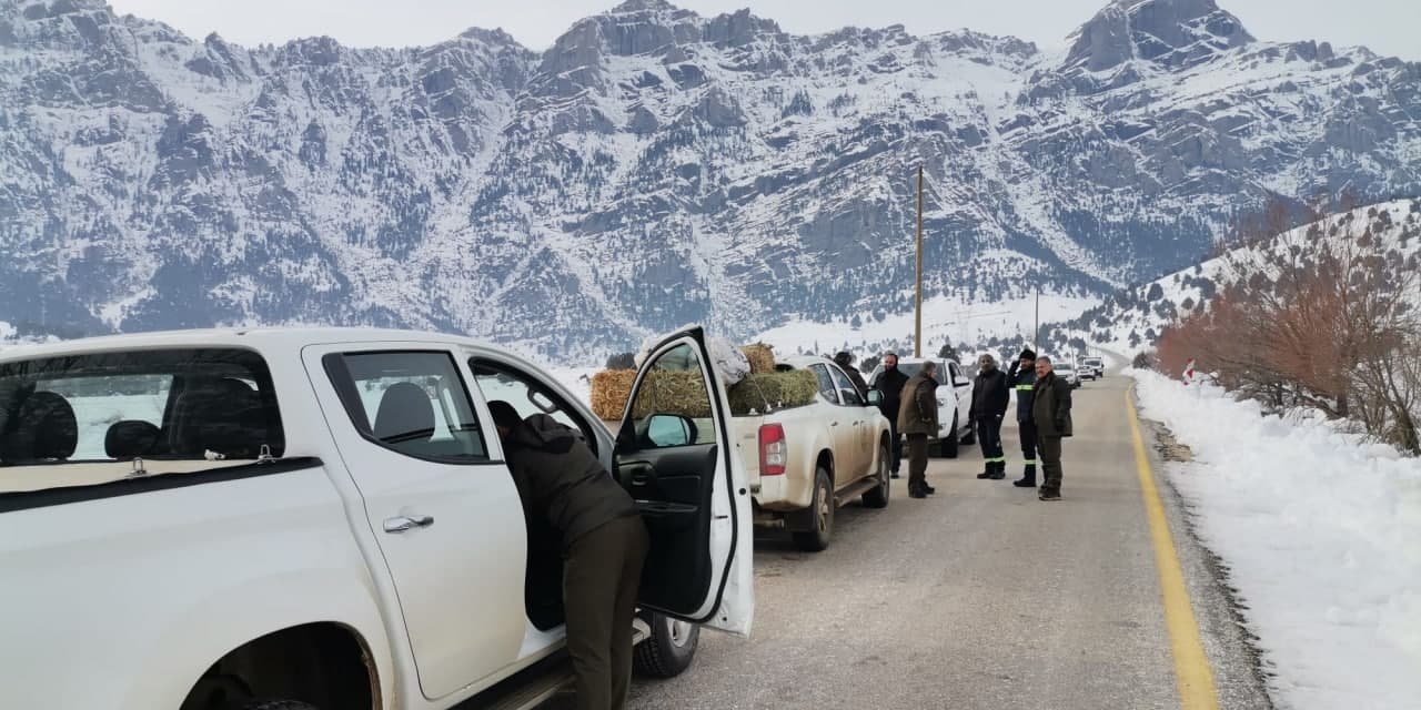 Kahramanmaraş’ta kızıl geyikler için yem bırakıldı 