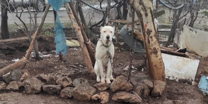 Kahramanmaraş’ta kimliksiz Pitbull’a el konuldu