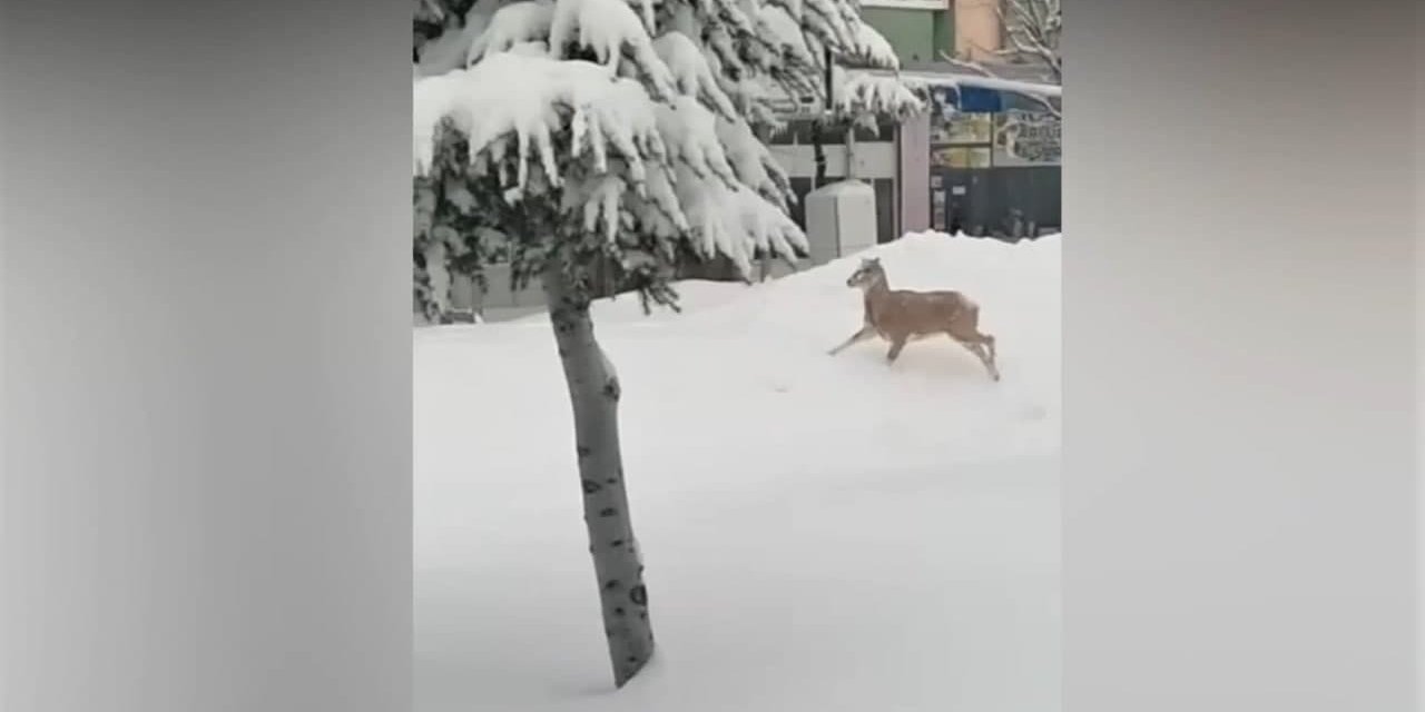 Nurhak’ta aç kalan dağ keçisi şehir merkezine indi 