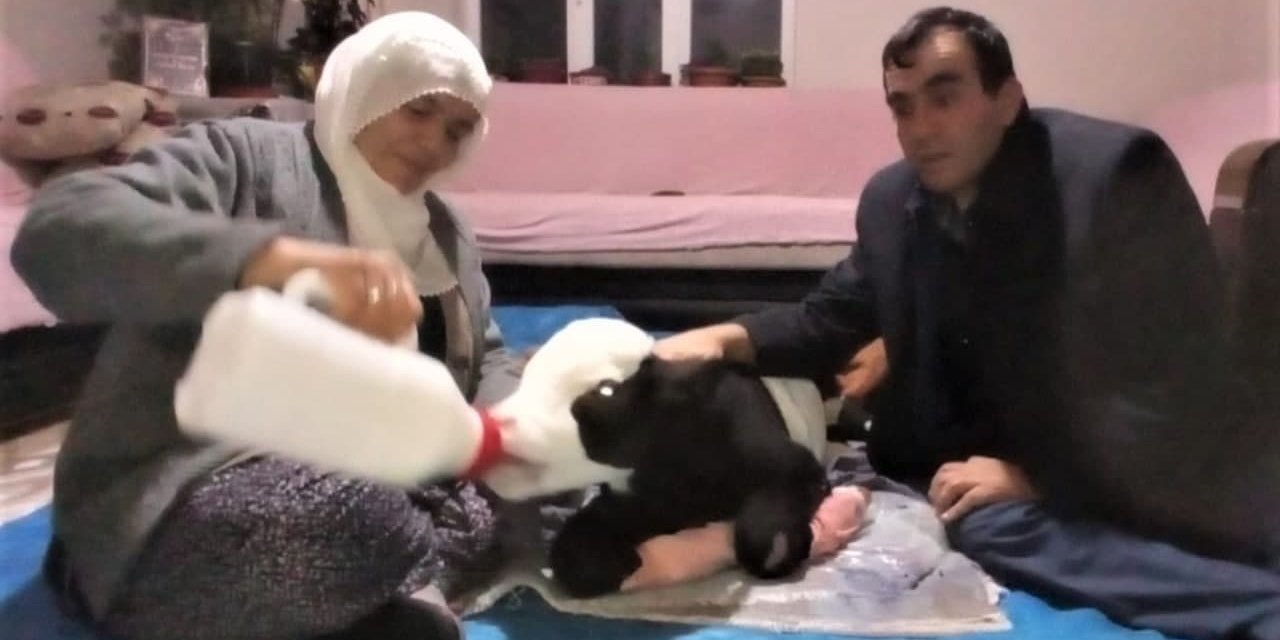 Erken doğan buzağıya bebek gibi bakıyor 