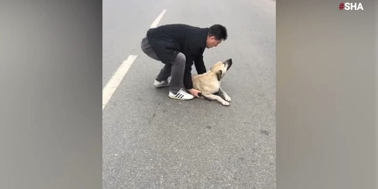 Yaralı köpeğe polis şefkati 