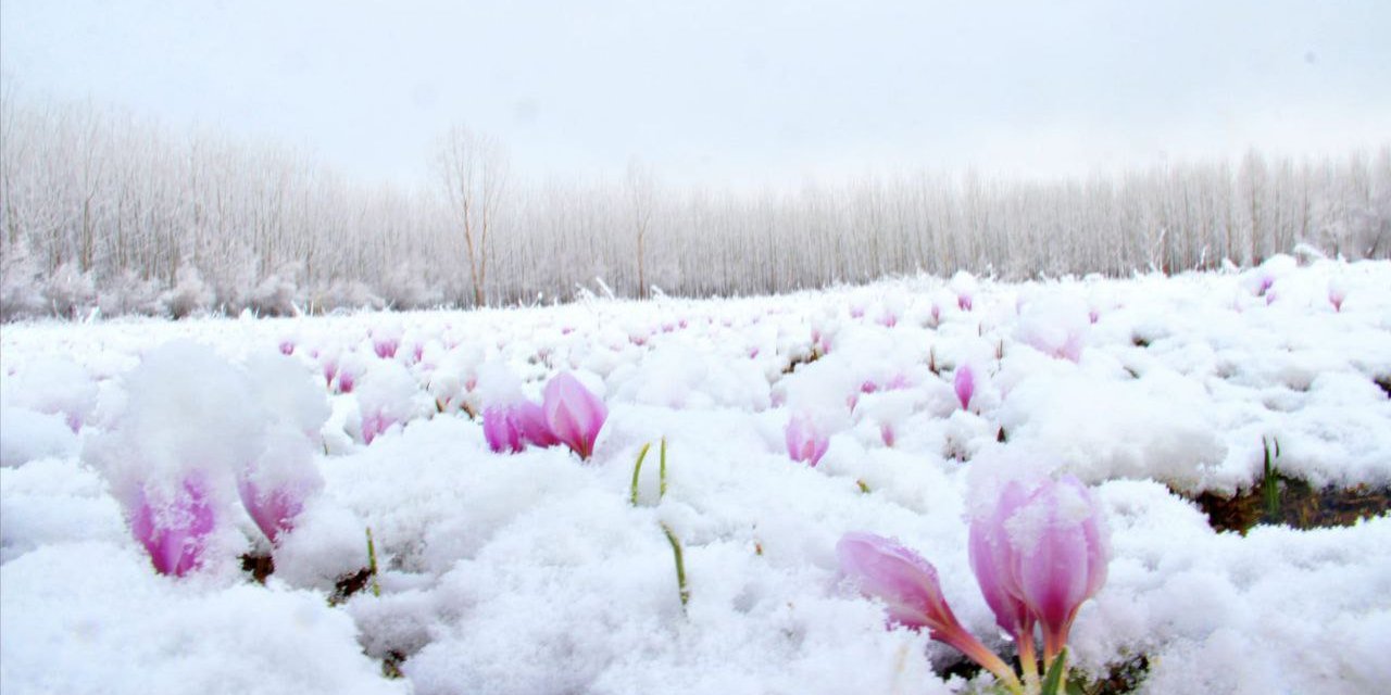 Kahramanmaraş’ta kardelenler kar altında kaldı  