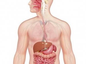 Sindirim sistemi sorunlarını azaltmak için 10 altın kural nedir?