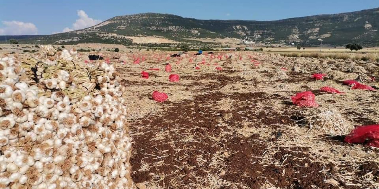 Kahramanmaraş’ta beyaz altın hasadı yüzleri güldürdü