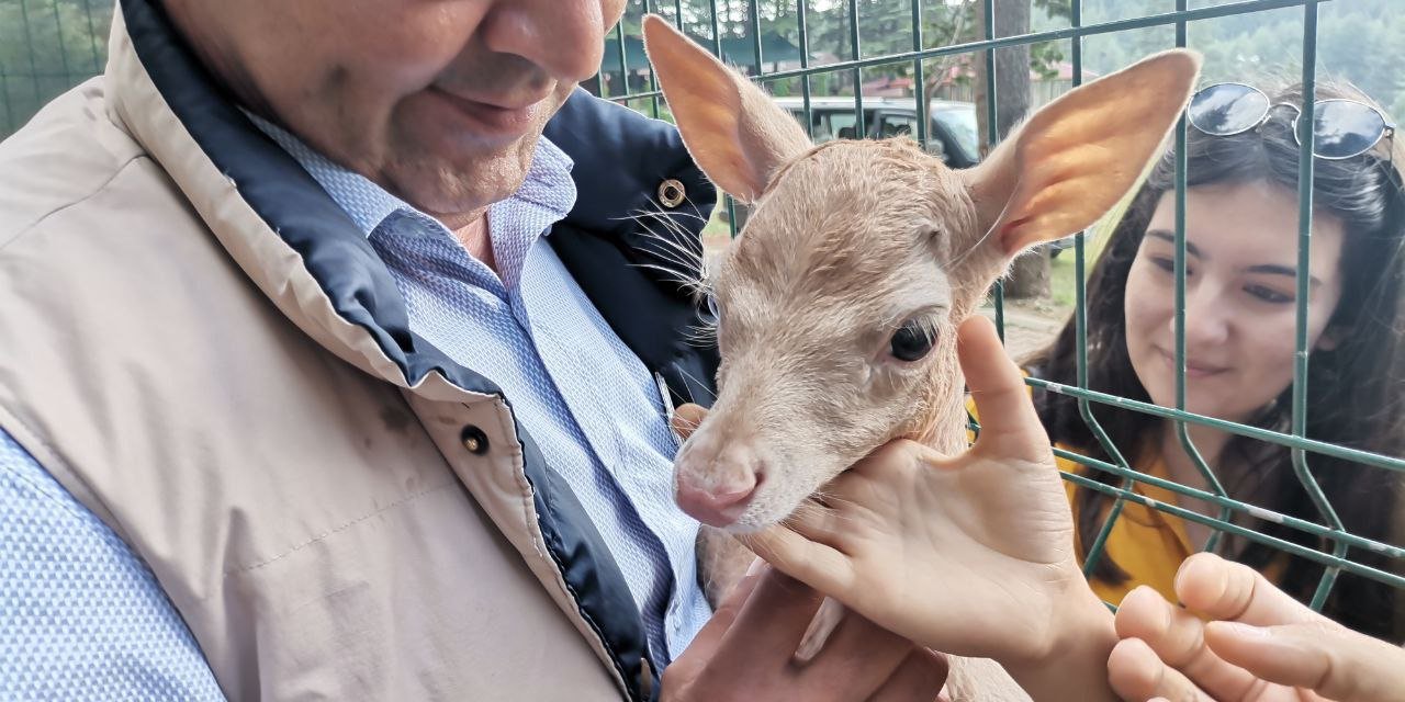 Kahramanmaraş’ta doğan yavru geyik ilgi odağı oldu  