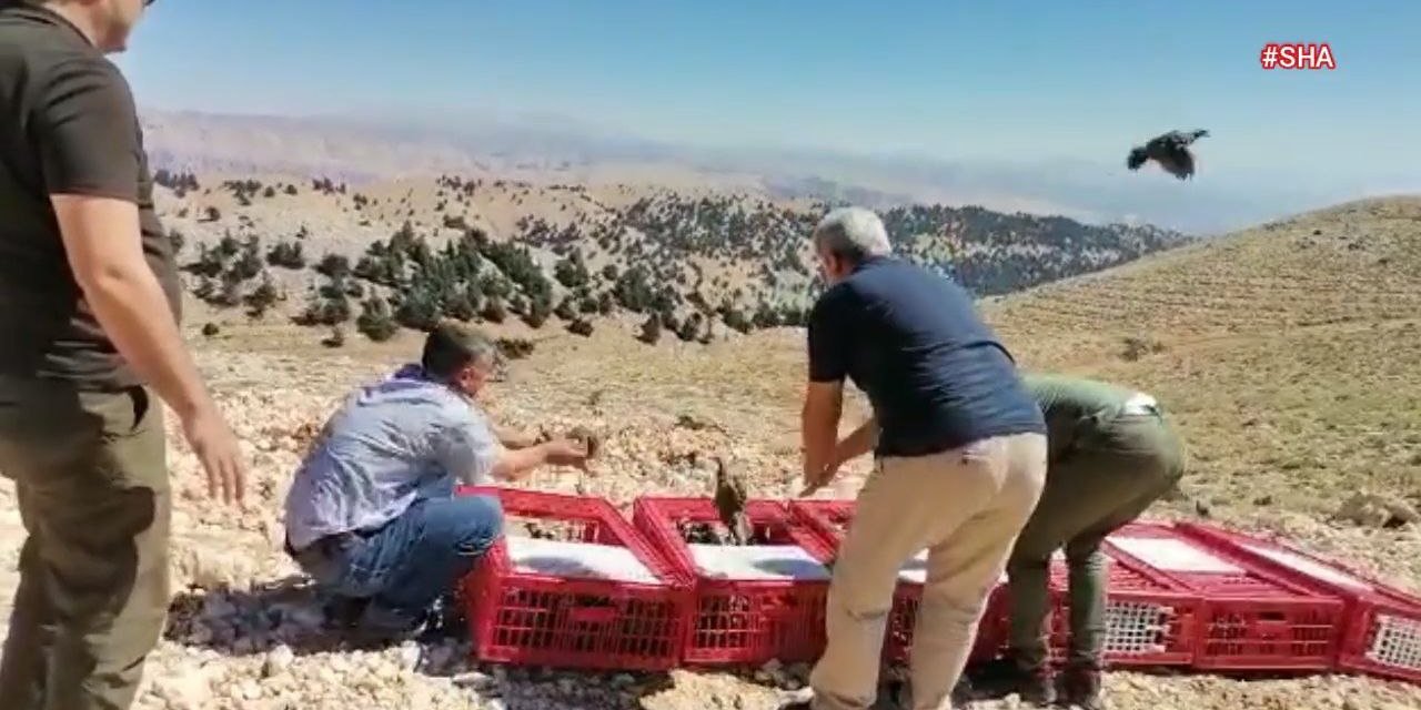 Kahramanmaraş’ta 15 bin kınalı keklik doğaya salındı 