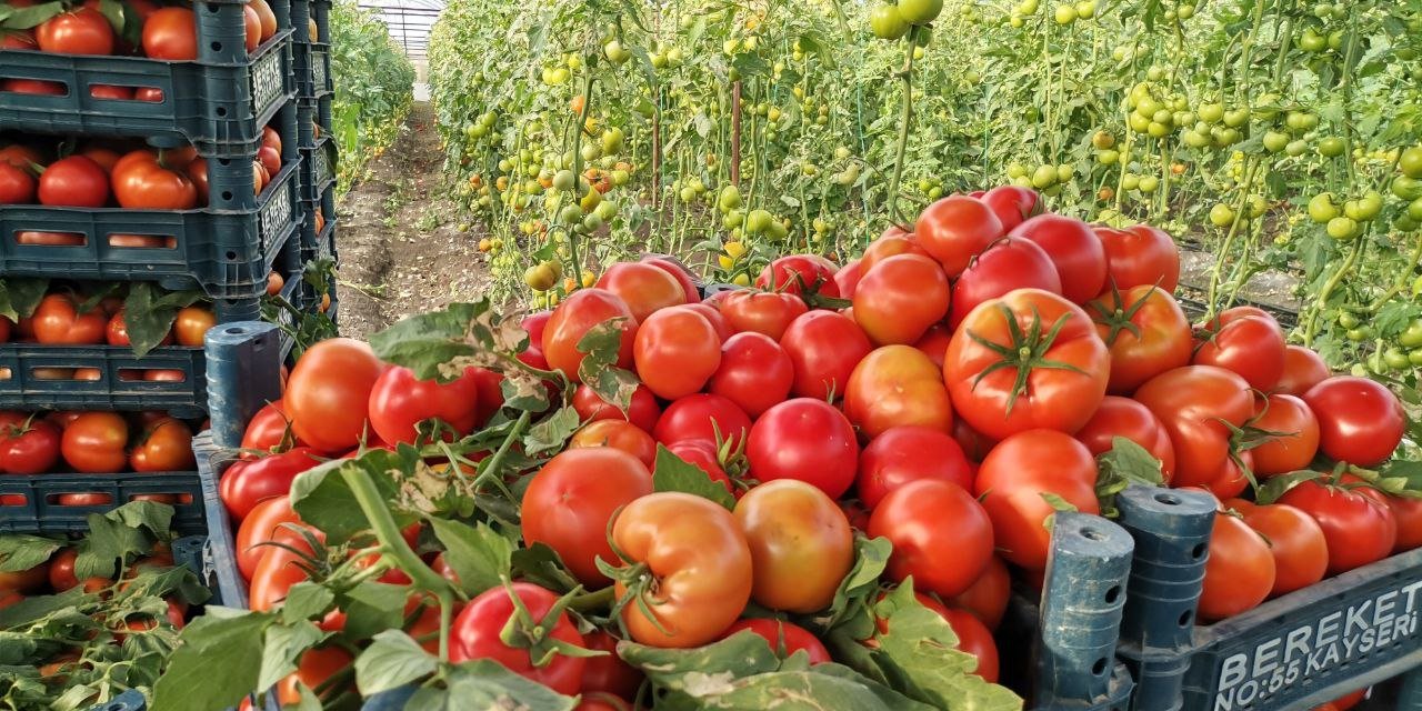 Türkiye’nin domates deposu Kahramanmaraş
