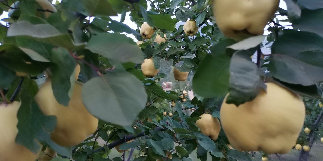 Kahramanmaraş’ta ayva hasadına başlandı