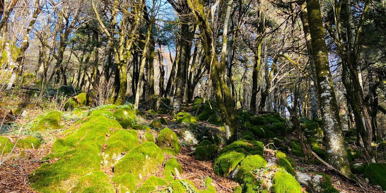 Kahramanmaraş’ta doğaseverlerin uğrak adresi oldu 