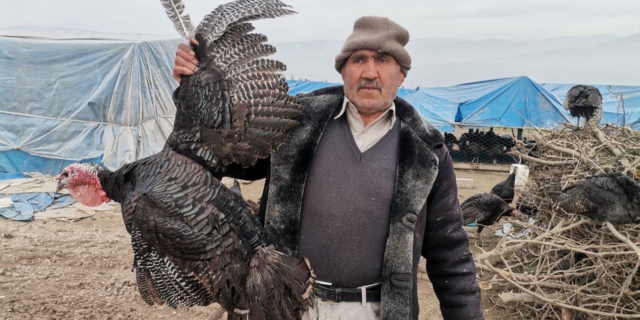 Kahramanmaraş’ta dev hindiler pazara indi 