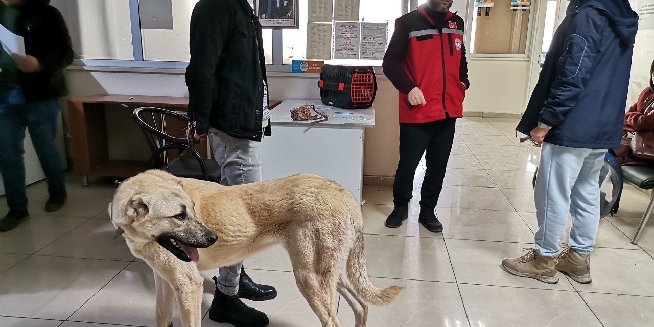 Kahramanmaraş’ta 2 bin 815 hayvana çip takıldı 
