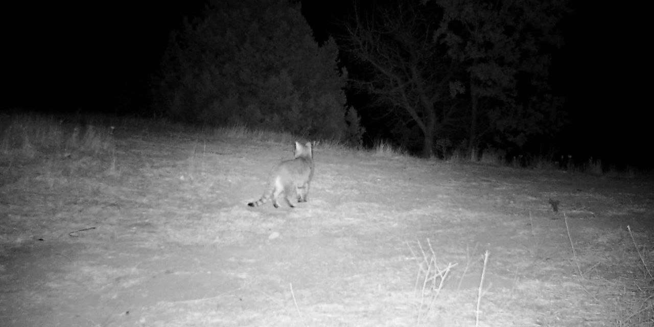 Kahramanmaraş’ta yaban hayatı foto kapana yansıdı 