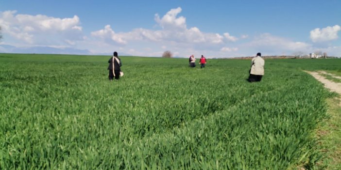 Kahramanmaraş’ta depremzede çiftçilerin tarla mesaisi başladı