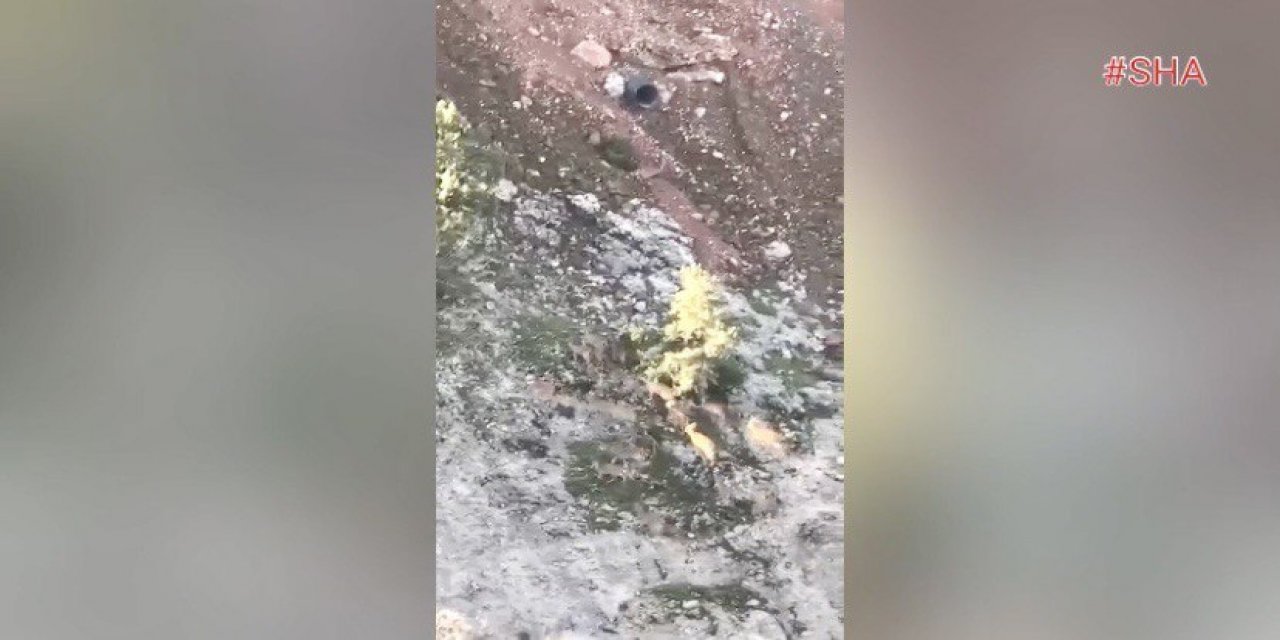 Deprem anında dağ keçilerinin kaçışı kamerada