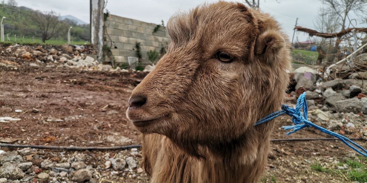 Kınalı keçi 47'nci günde enkazdan sağ çıktı