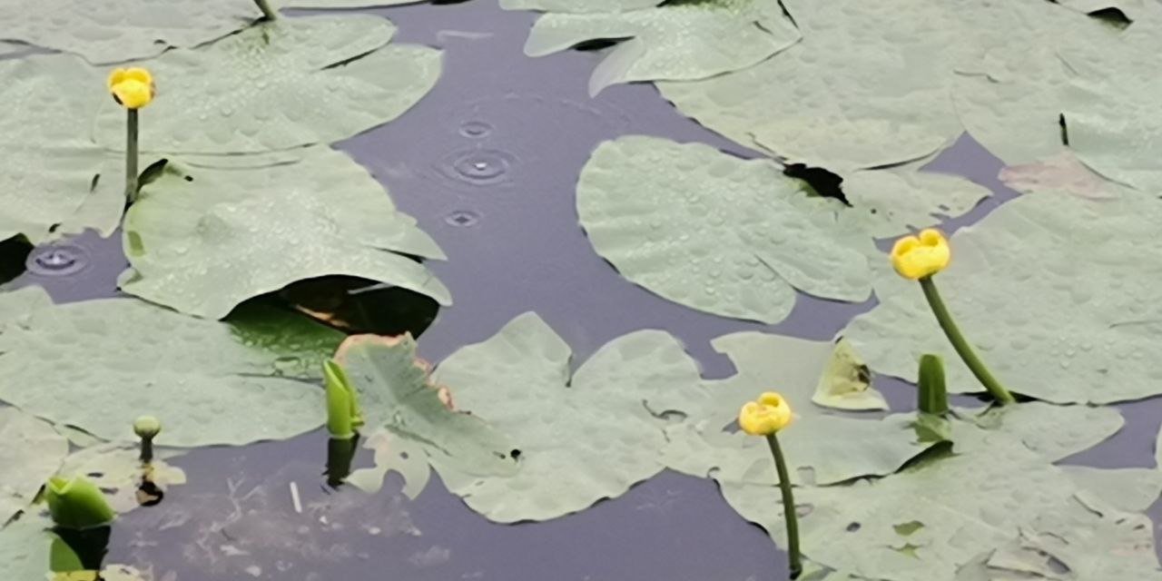 Kahramanmaraş’ta Nilüfer ve Kardelen çiçekleri öksüz kaldı 