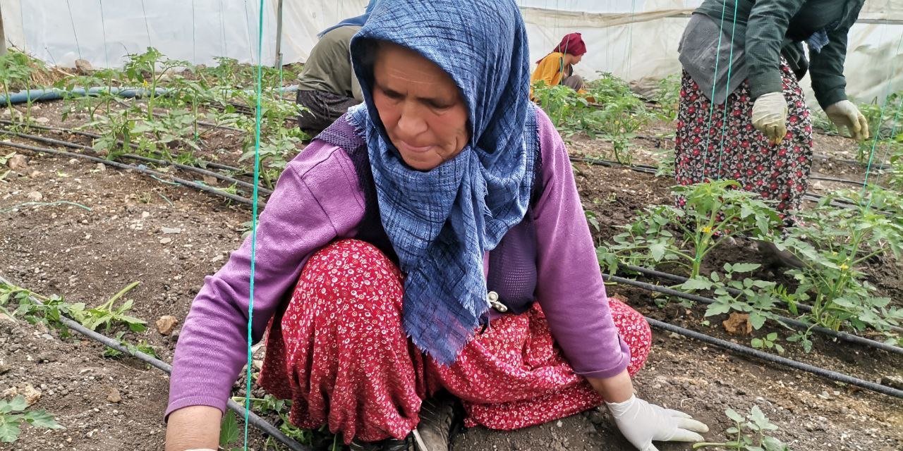 Deprem bölgesinde serada salatalık hasadı başladı