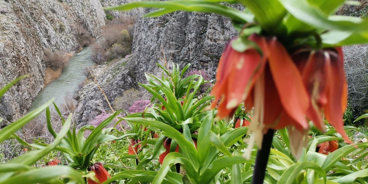 Kahramanmaraş’ta ters laleler yüzünü gösterdi