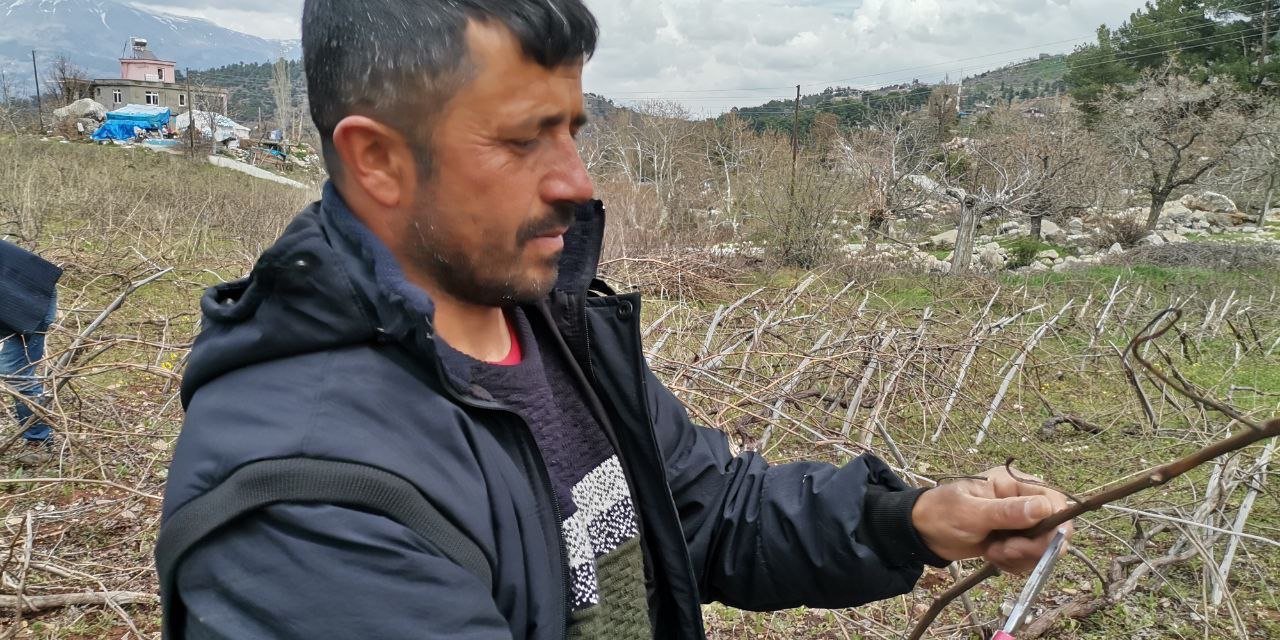 Deprem bölgesinde bağ budama mesaisi başladı 