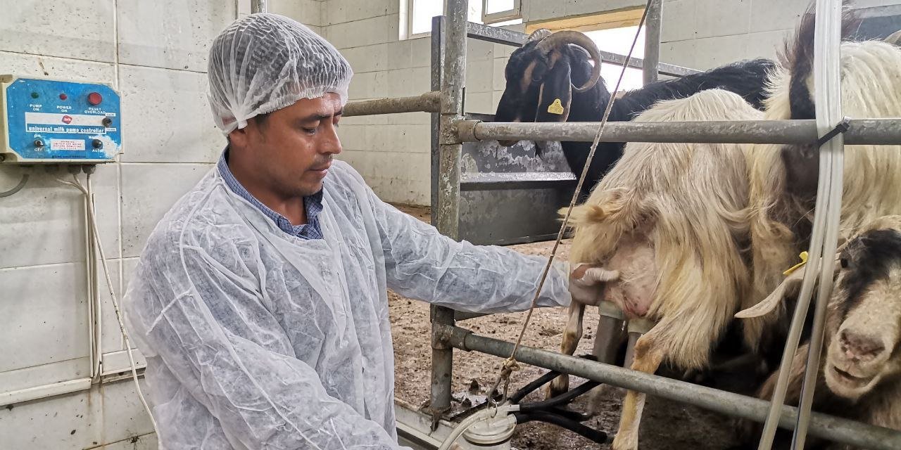 Kahramanmaraş’ta keçi üretimi yeniden başladı  