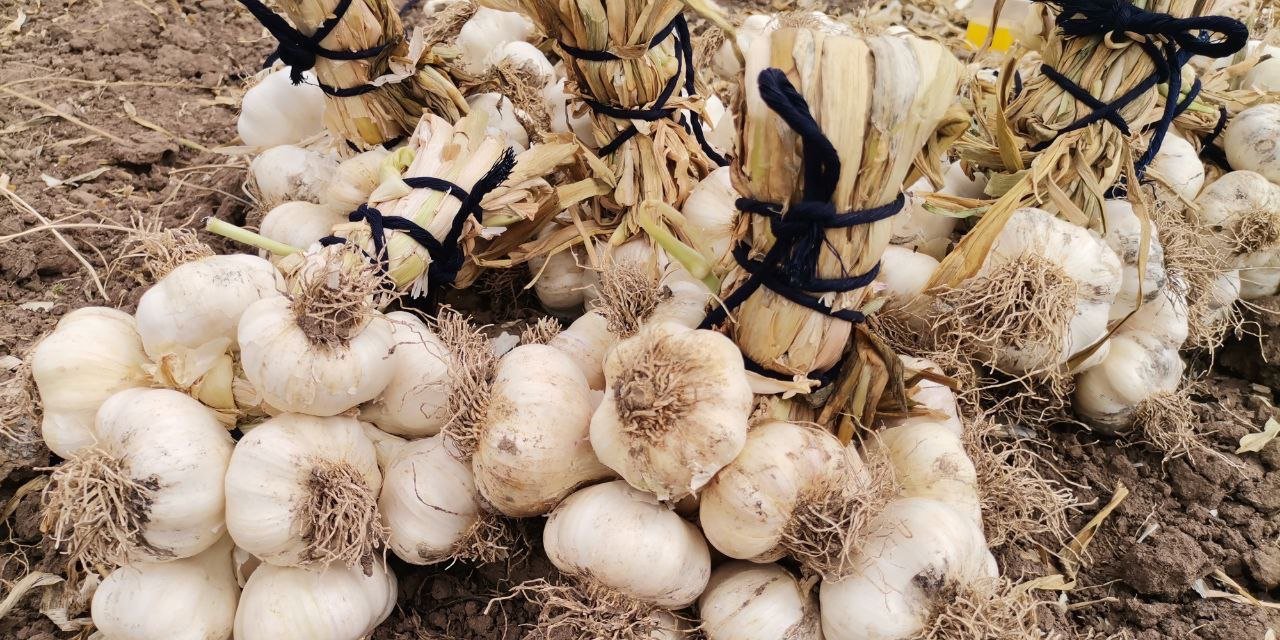 Kahramanmaraş’ta sarımsak hasadı başladı