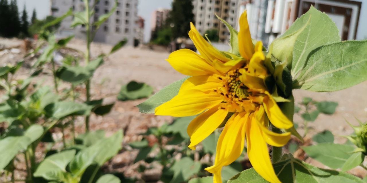 Kahramanmaraş’ta enkazlar çiçek açtı 