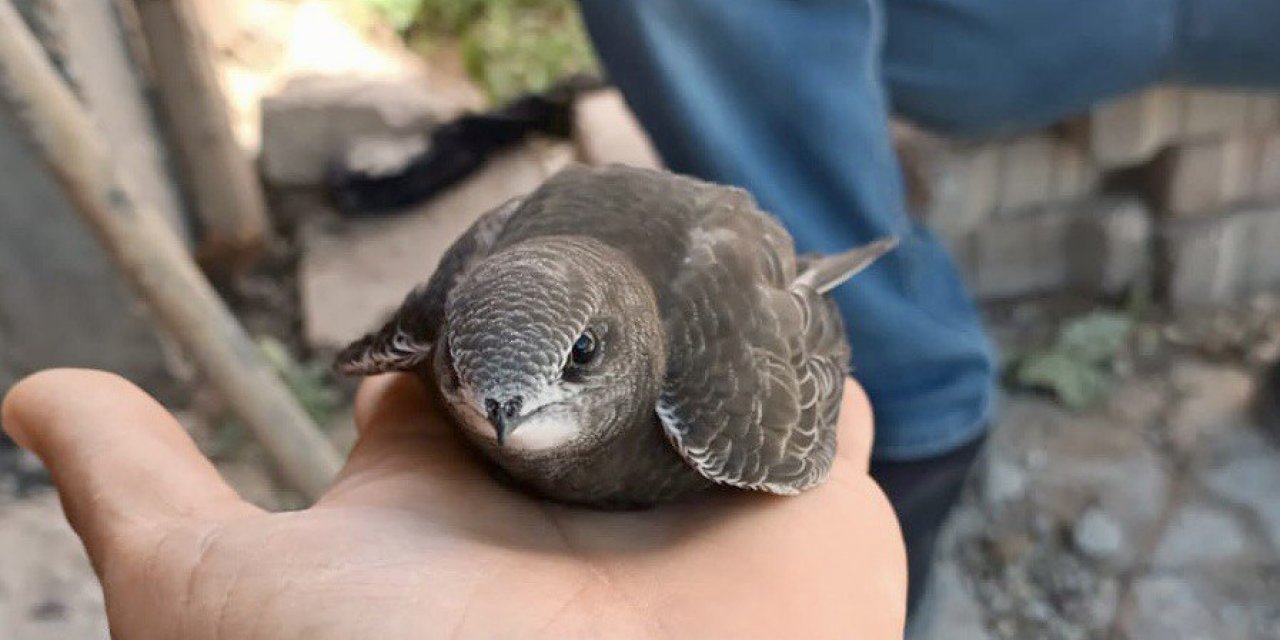 Yaralı ebabil kuşuna vatandaşlar sahip çıktı 