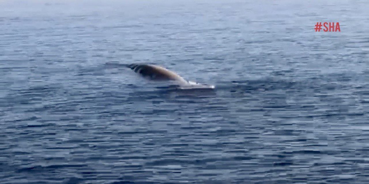 Balina sandılar plastik boru çıktı 