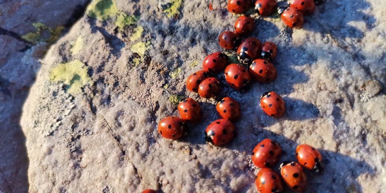 Kahramanmaraş'ta uğur böcekleri  moral verdi