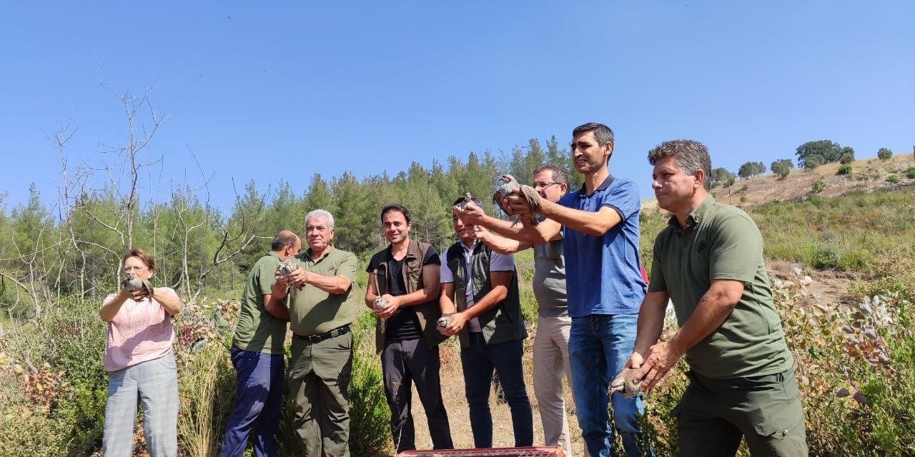 Kınalı Keklikler Doğal Yaşam Alanına Bırakıldı
