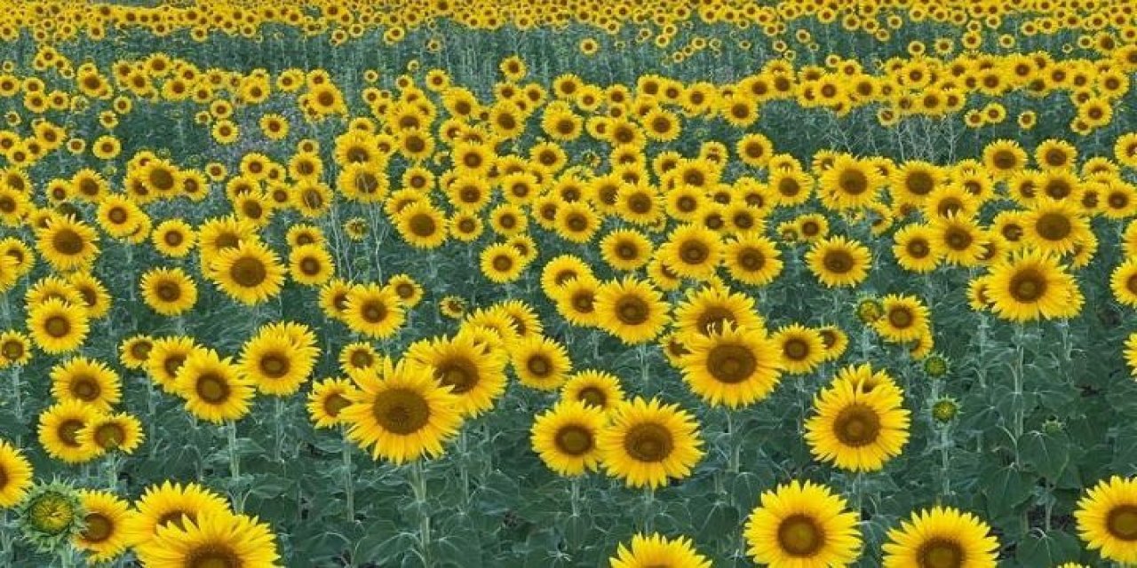 Kahramanmaraş'ta ayçiçekleri tarlalarına domuz tehdidi 