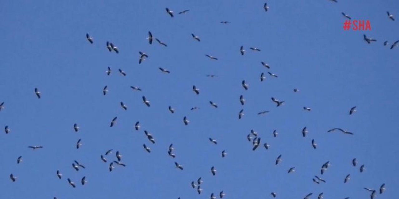 Binlerce leylek gökyüzünü süsledi 