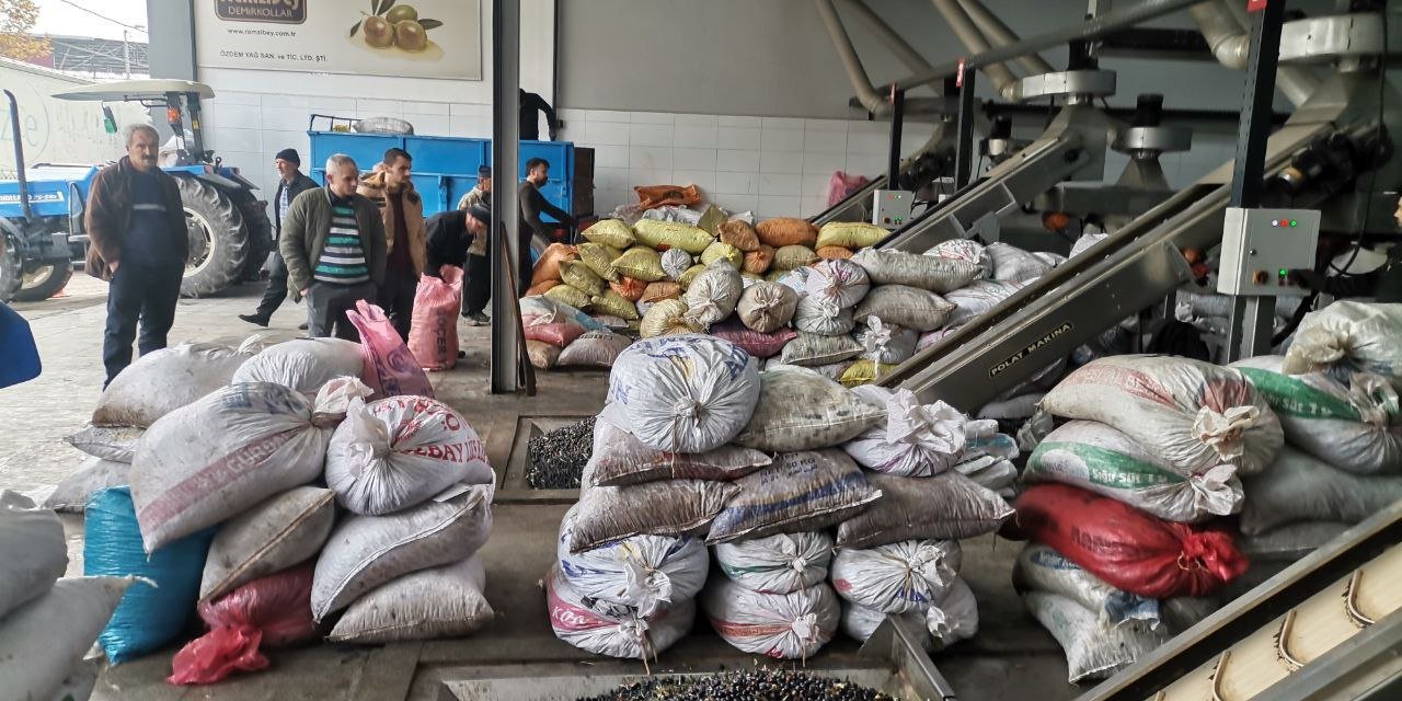 Depremzede Çiftçilerden 15 Bin Ton Zeytinyağı!