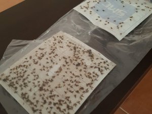 Meyve Bahçelerinin Korkulu Rüyası Akdeniz Meyve Sineği