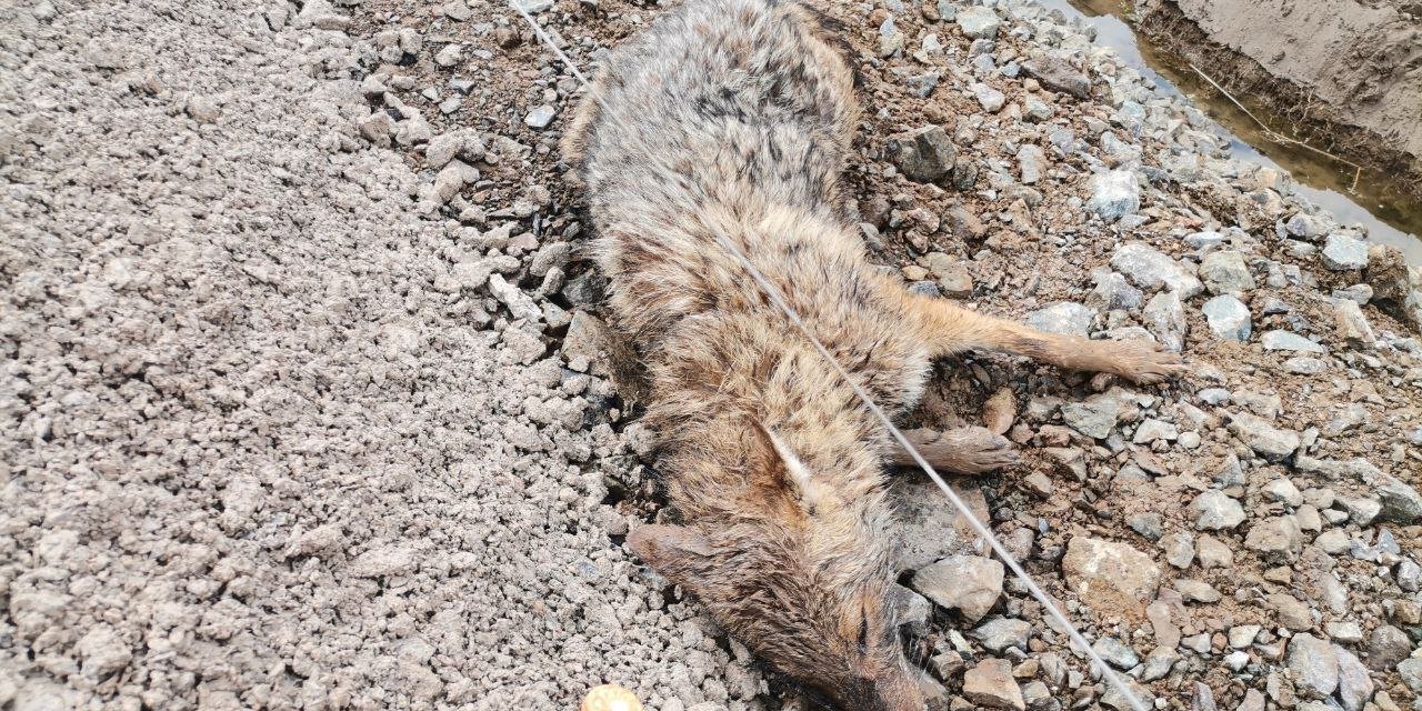 Kanala düşen çakalı doğa koruma ekipleri kurtardı